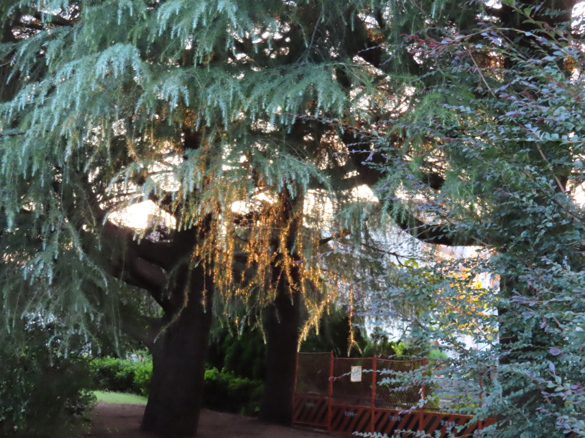 ファイル 8415-5.jpg