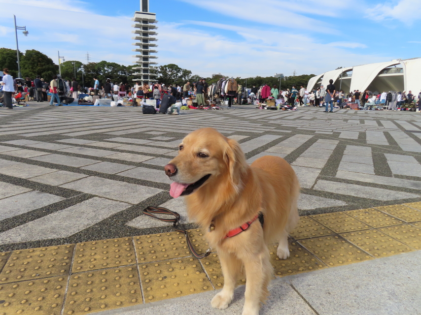 ファイル 8427-5.jpg