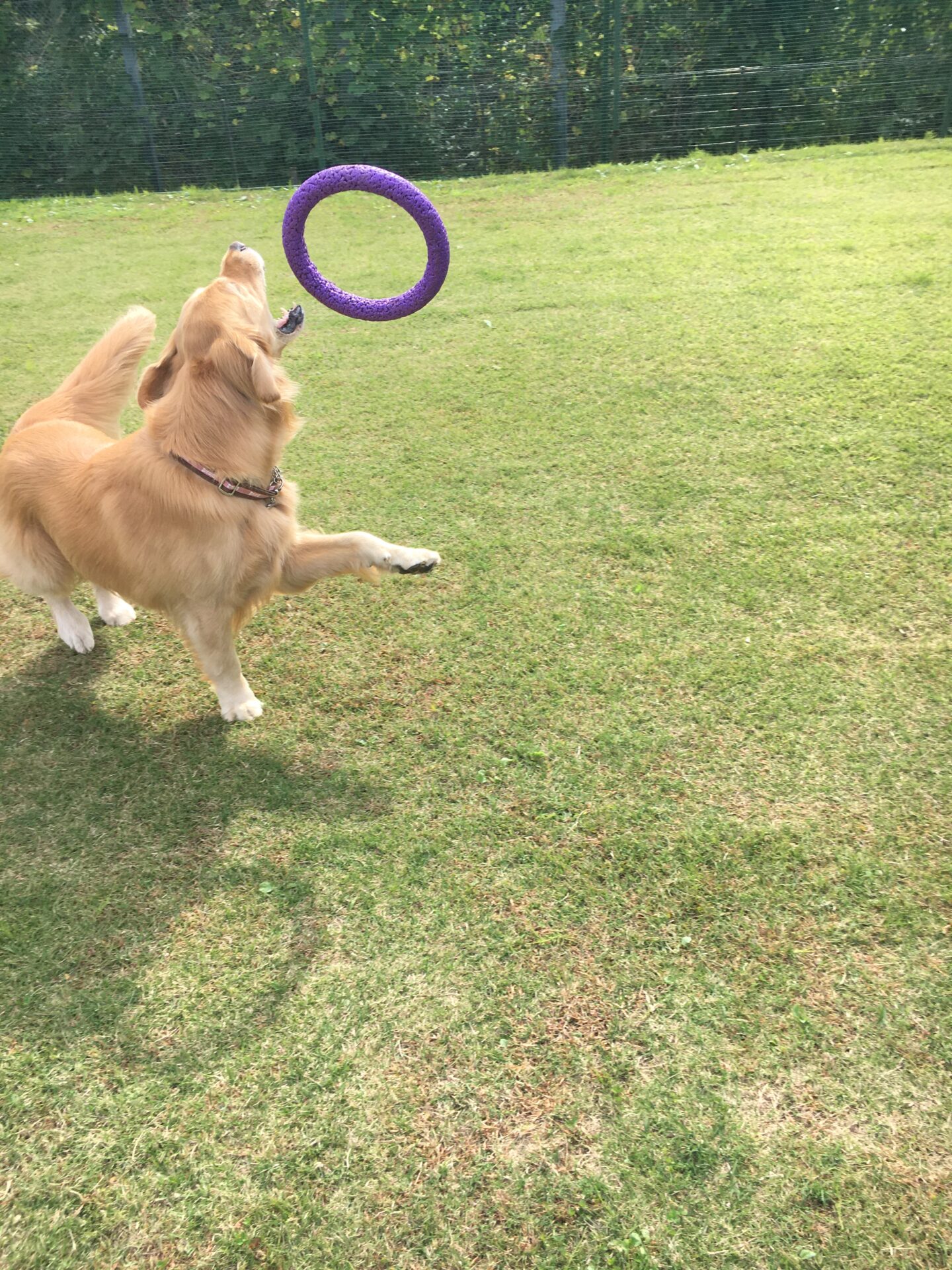 ファイル 8430-1.jpeg