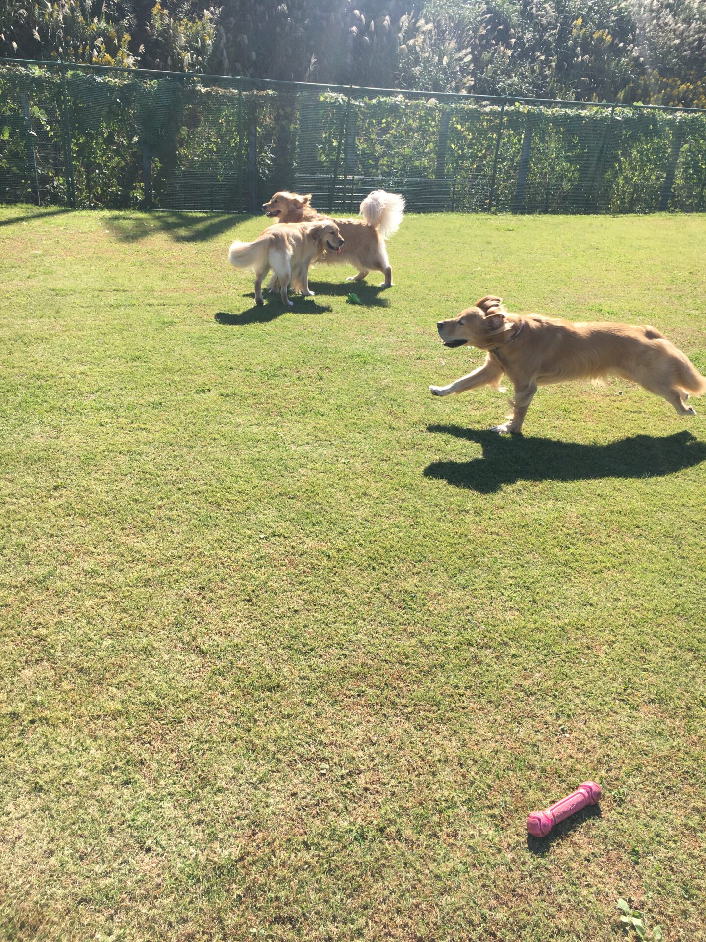 ファイル 8435-4.jpeg