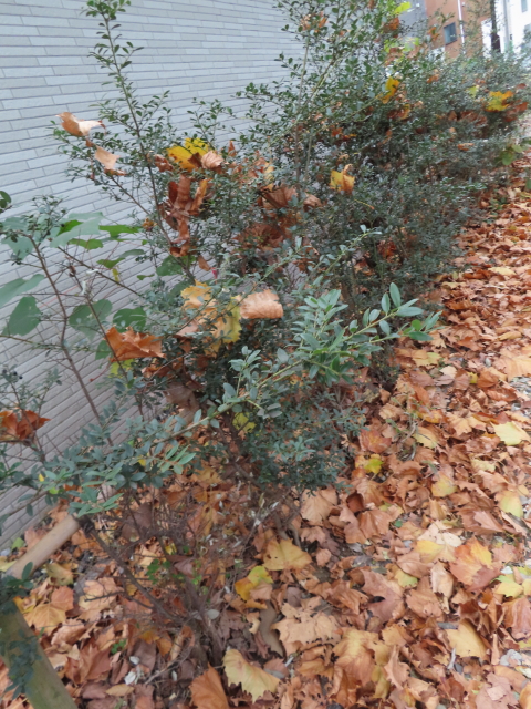 ファイル 8440-4.jpg