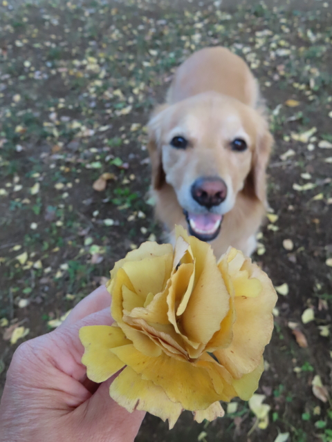 ファイル 8444-2.jpg