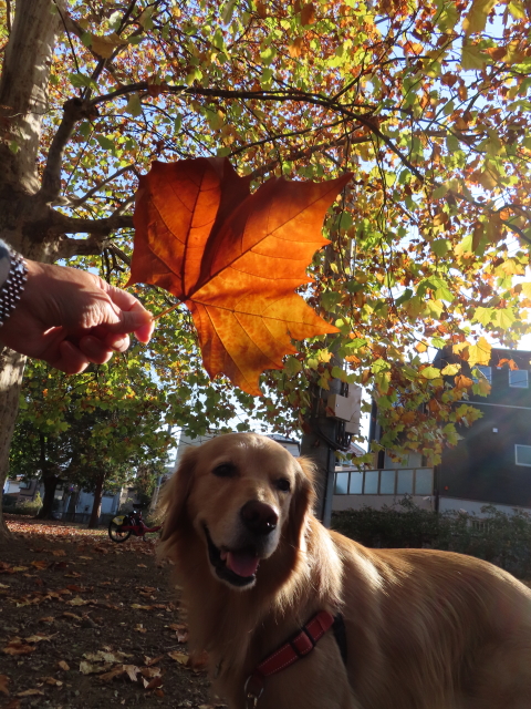 ファイル 8444-3.jpg