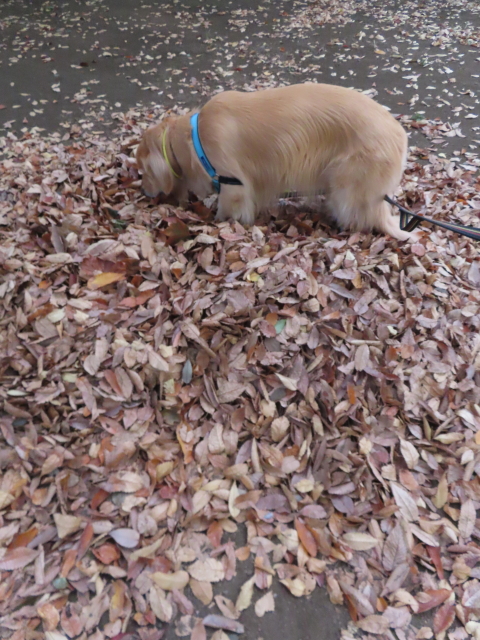 ファイル 8449-4.jpg