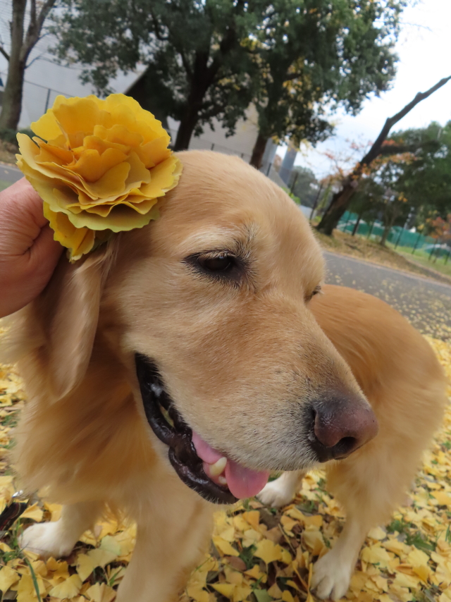 ファイル 8450-1.jpg