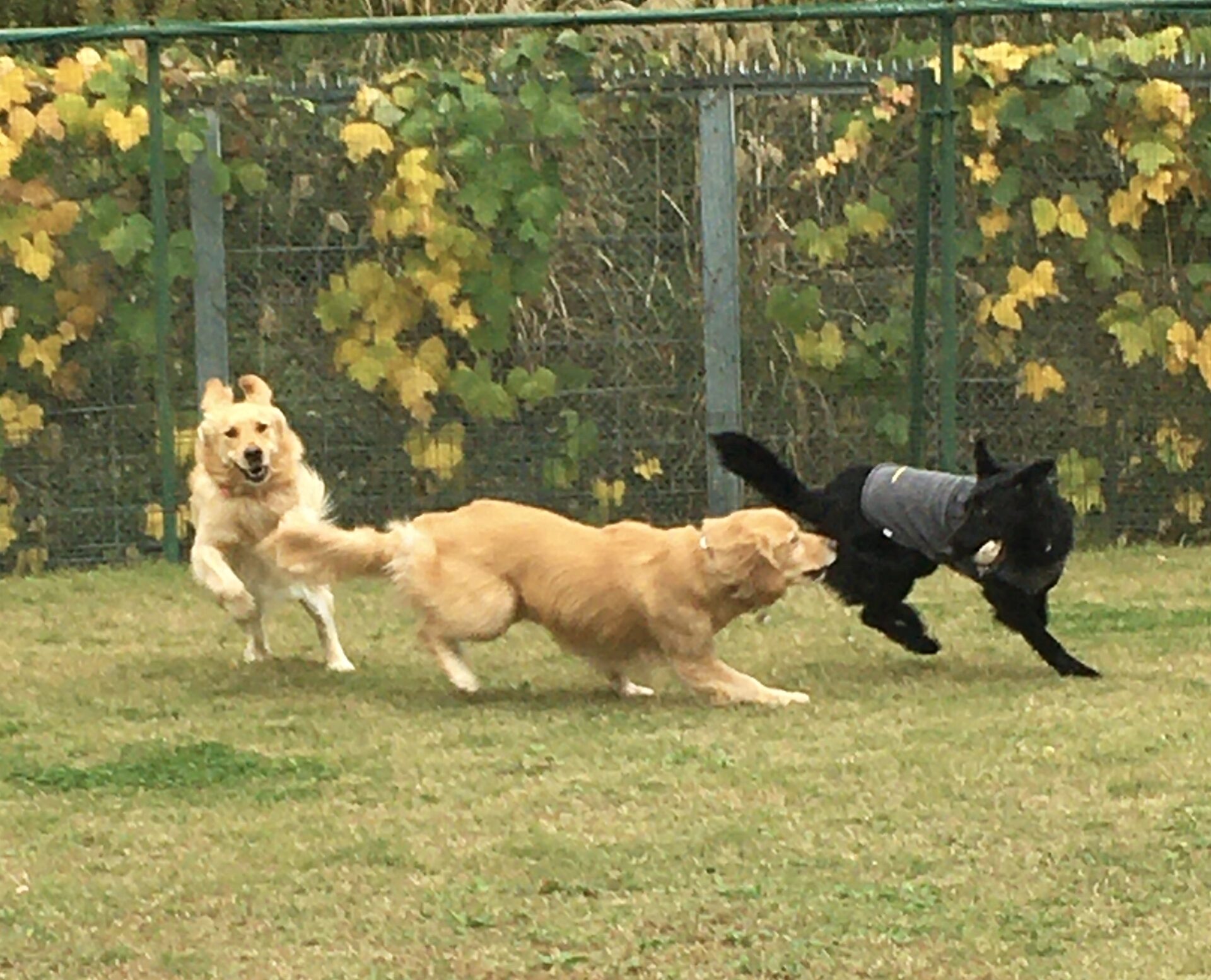 ファイル 8451-1.jpeg