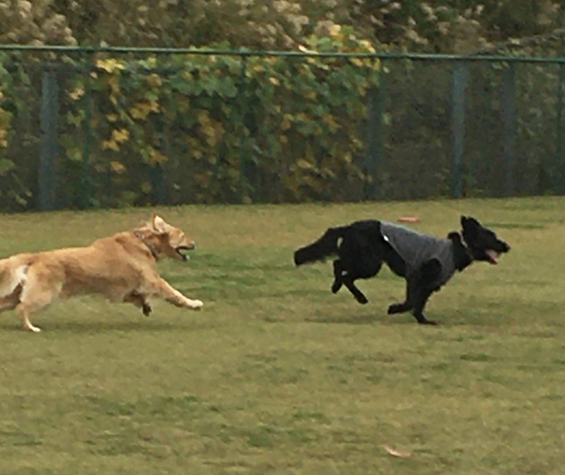 ファイル 8451-2.jpeg