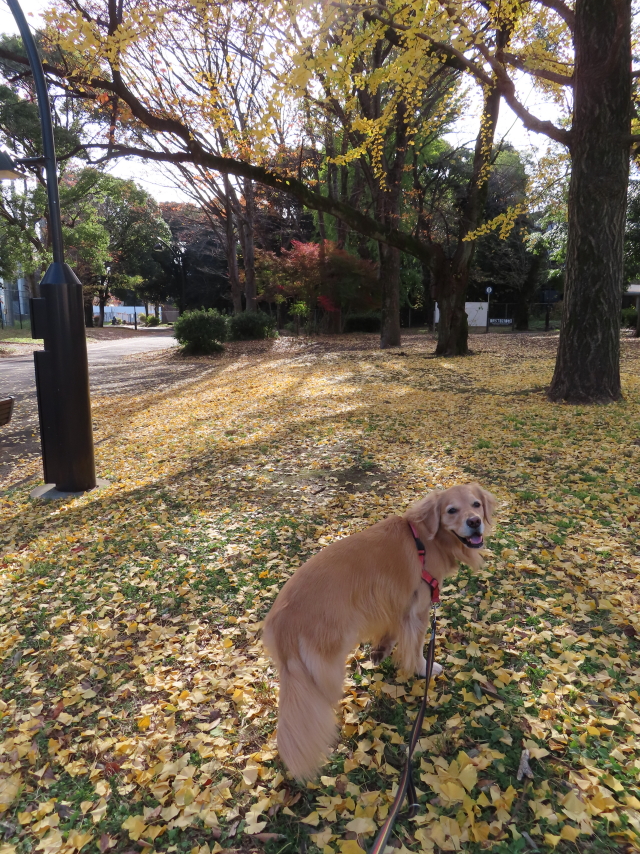 ファイル 8452-2.jpg