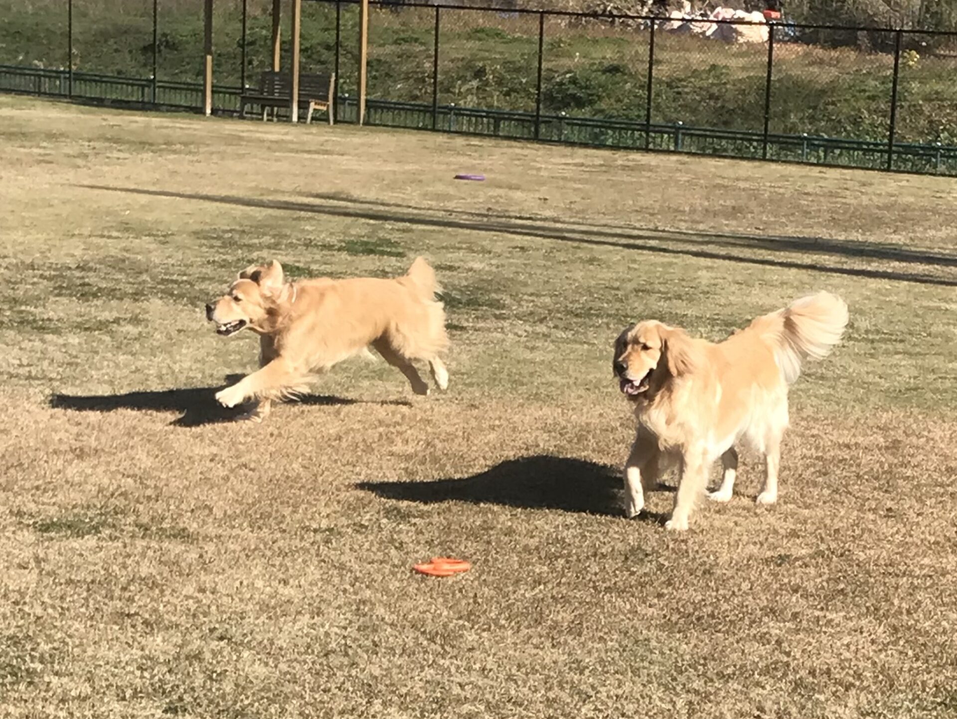 ファイル 8456-1.jpeg