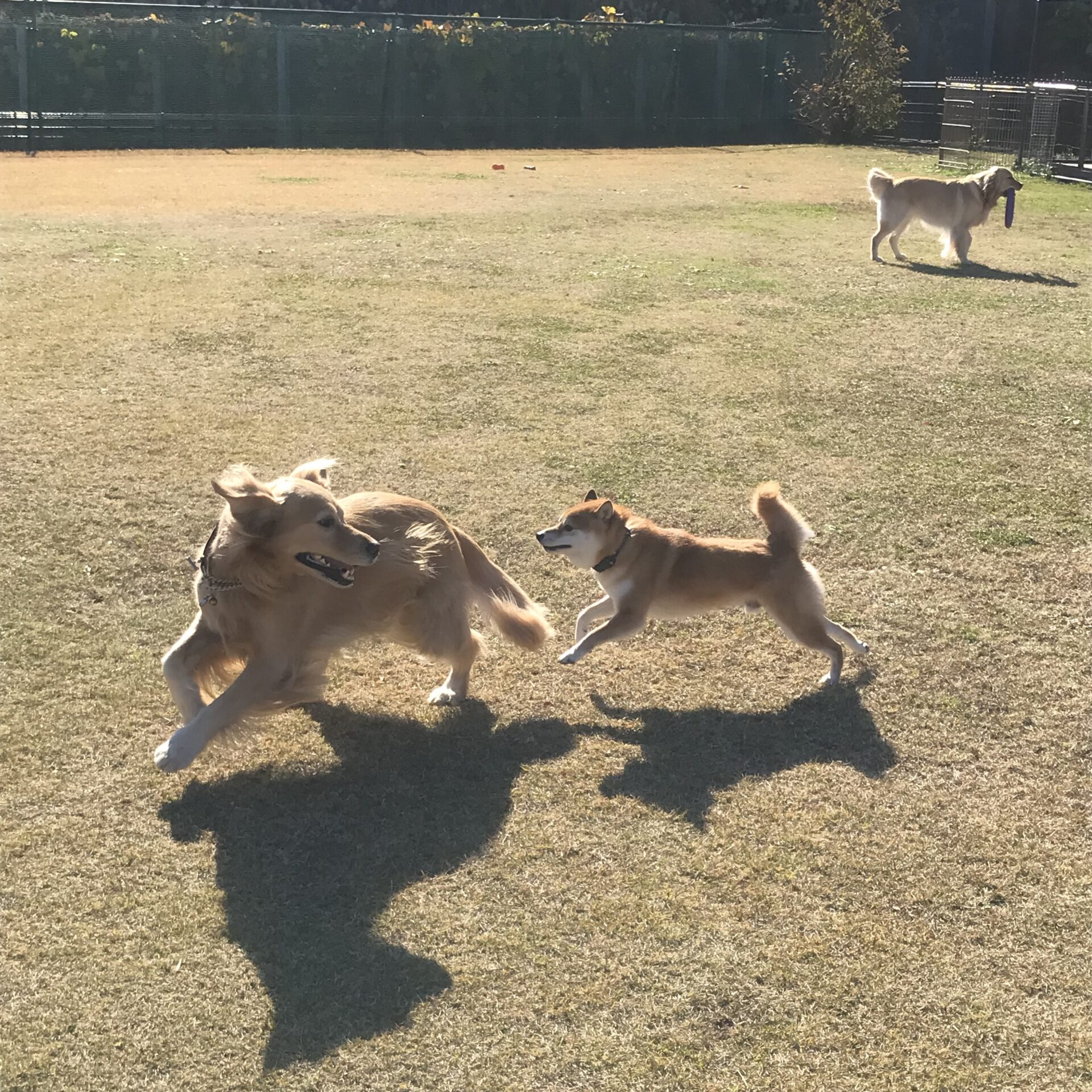 ファイル 8456-5.jpeg