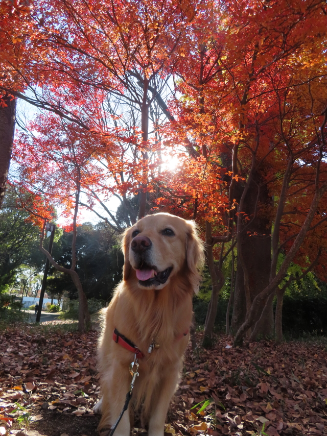 ファイル 8460-5.jpg