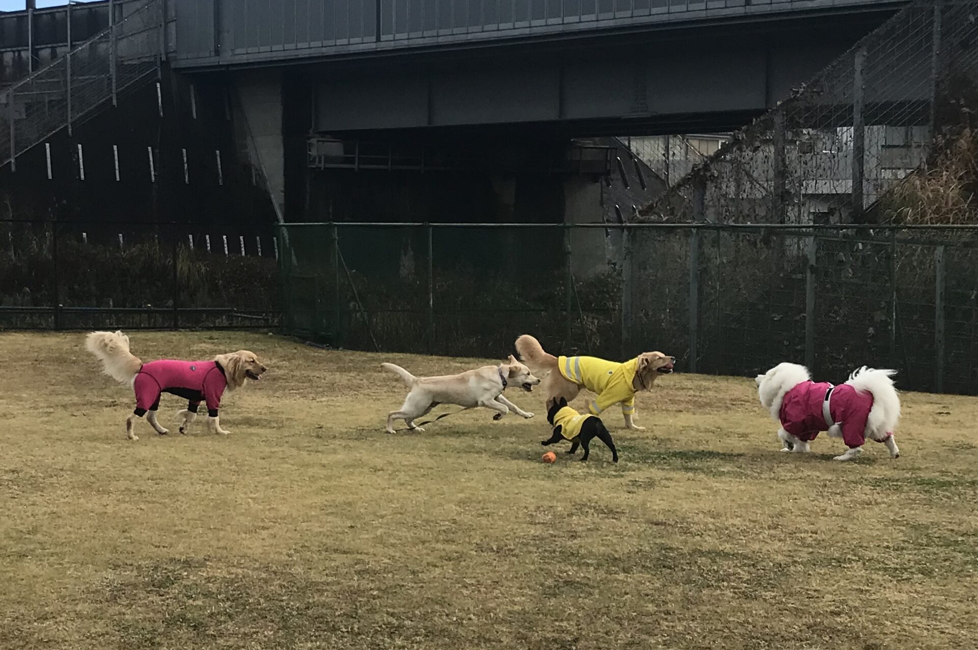 ファイル 8461-1.jpeg