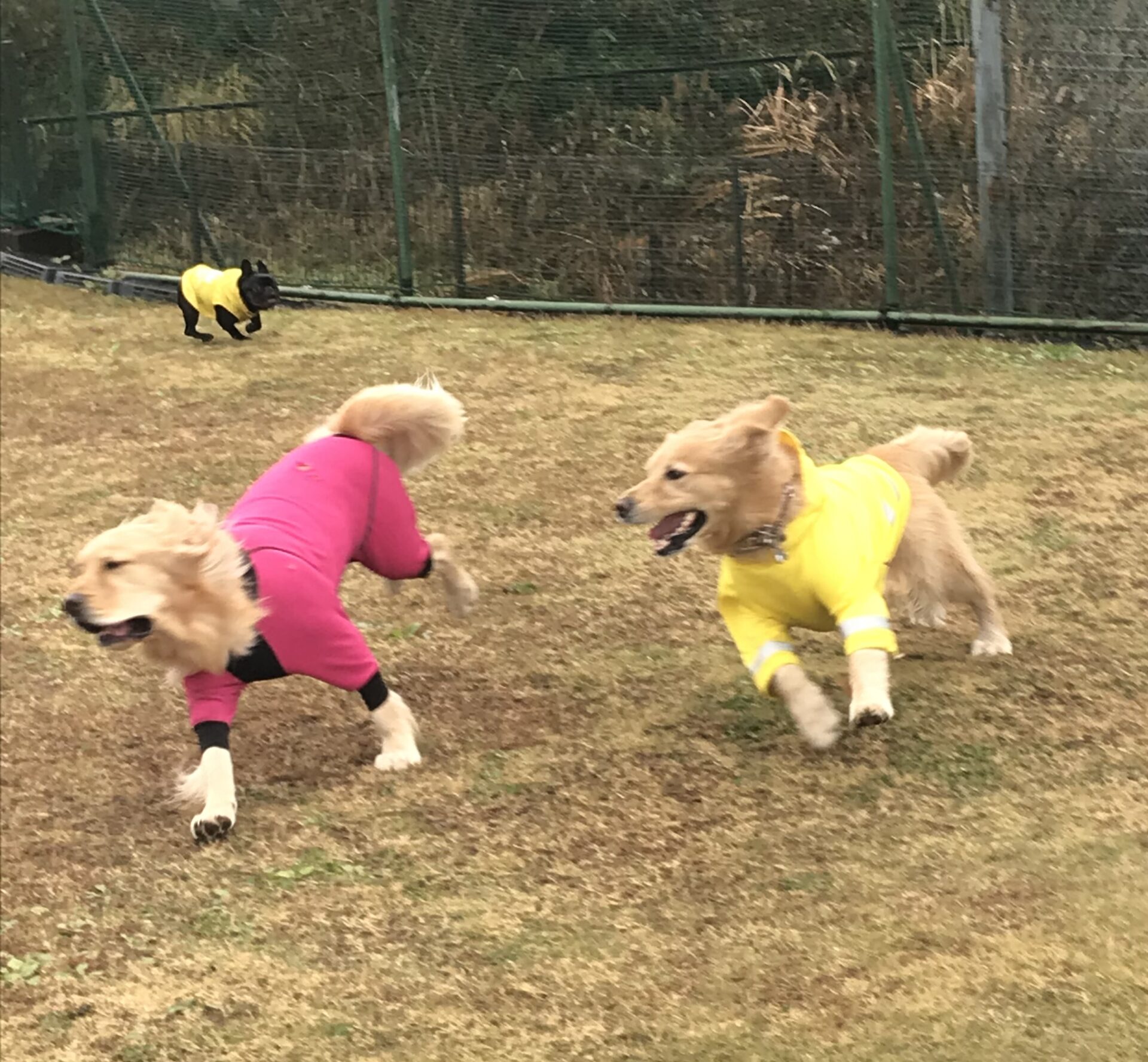 ファイル 8461-2.jpeg