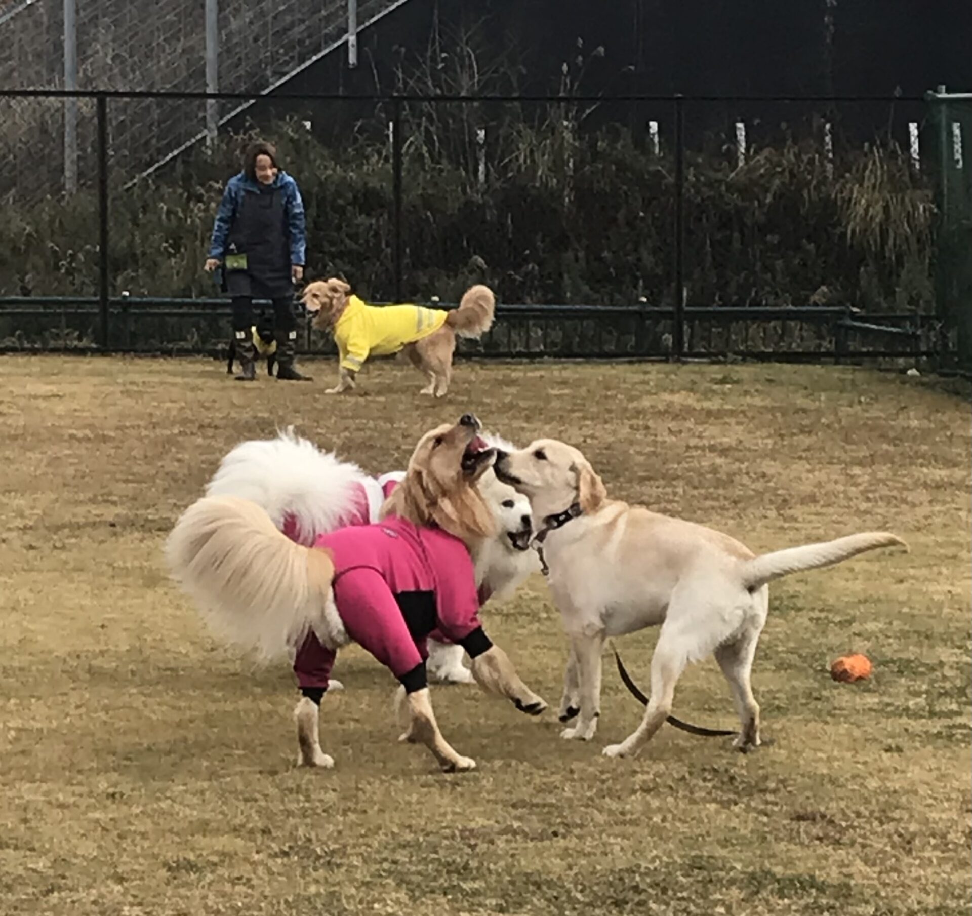 ファイル 8461-4.jpeg