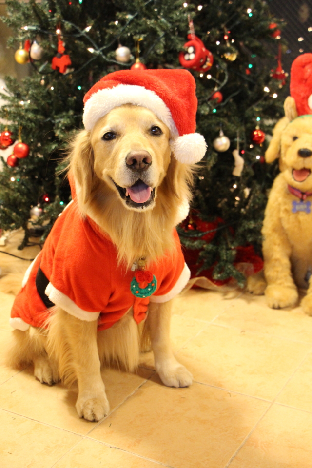 ファイル 8462-5.jpg