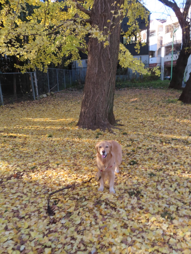 ファイル 8464-1.jpg