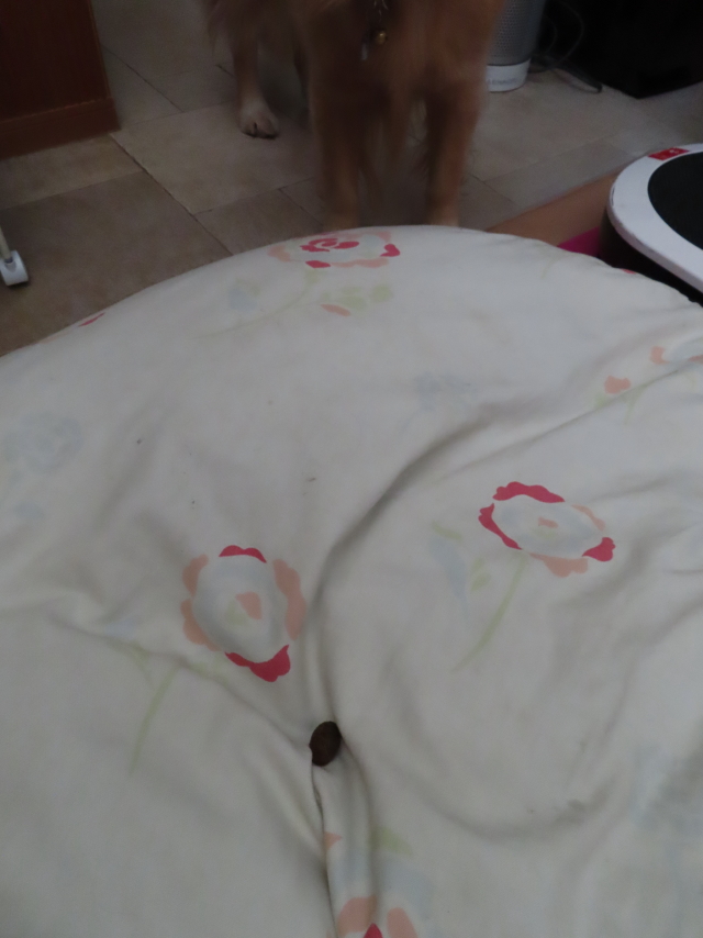 ファイル 8470-5.jpg