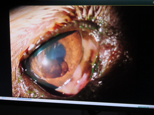 ファイル 8475-1.jpg