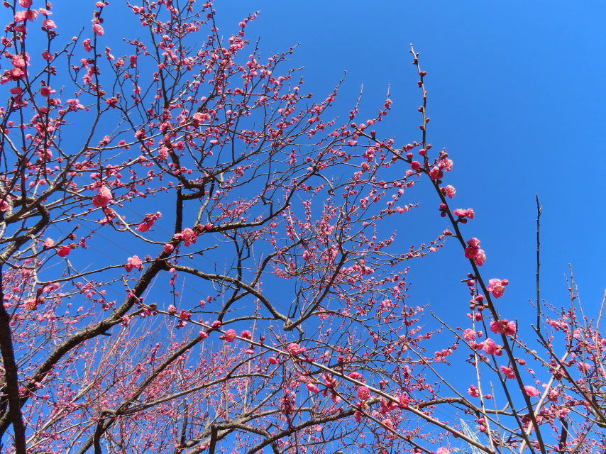 ファイル 8479-5.jpg