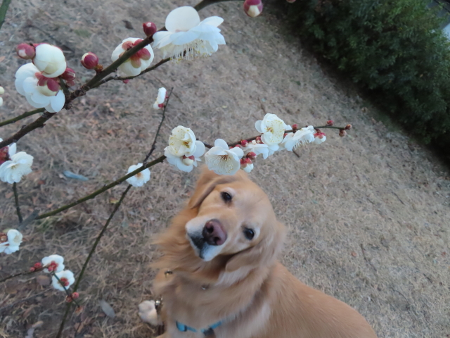 ファイル 8480-1.jpg