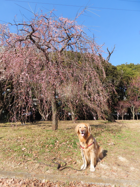 ファイル 8487-3.jpg