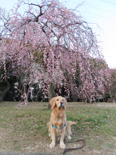 ファイル 8490-1.jpg