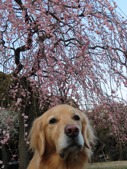 ファイル 8490-4.jpg