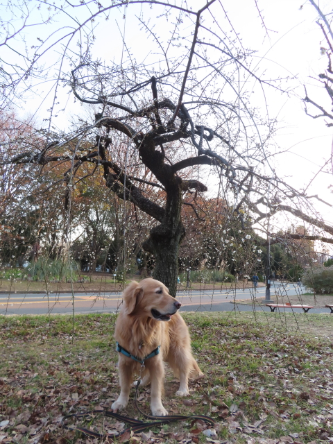 ファイル 8490-5.jpg