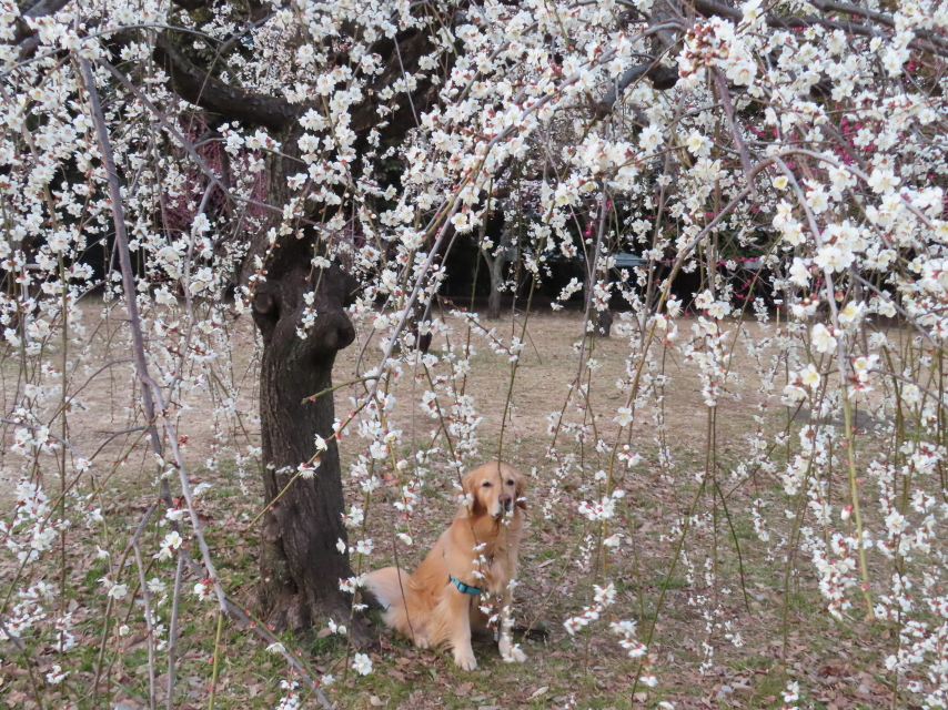 ファイル 8495-4.jpg