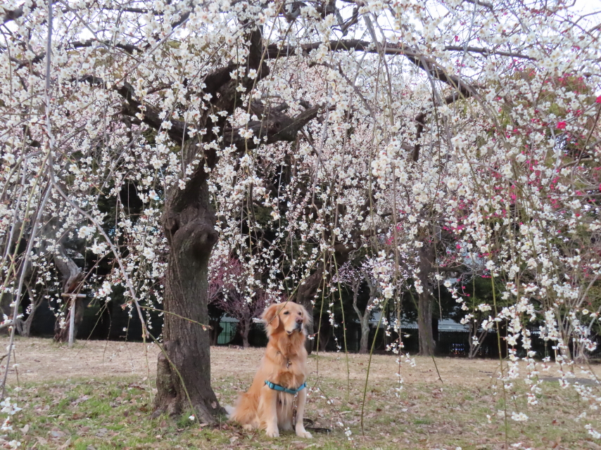 ファイル 8495-5.jpg