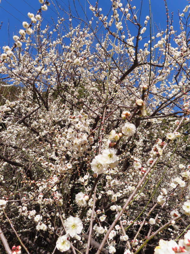 ファイル 8496-2.jpg