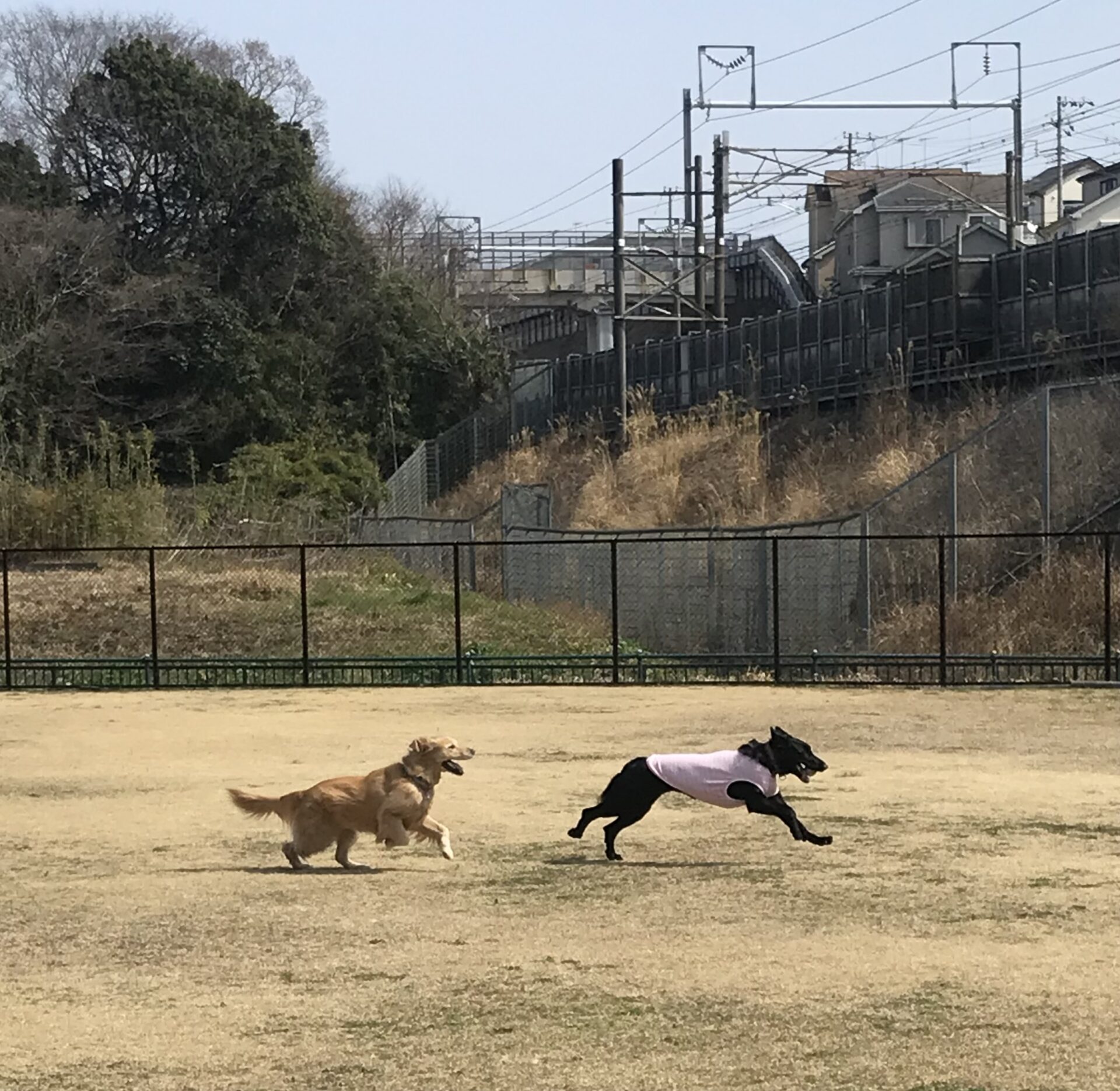 ファイル 8503-4.jpeg