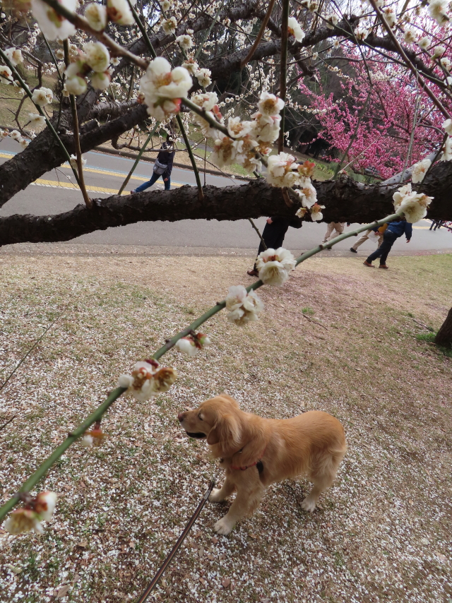 ファイル 8505-1.jpg