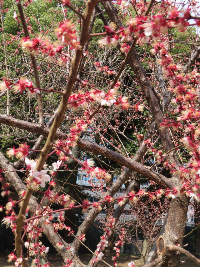 ファイル 8505-2.jpg