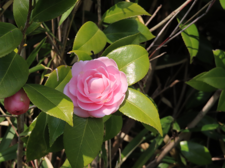 ファイル 8506-3.jpg