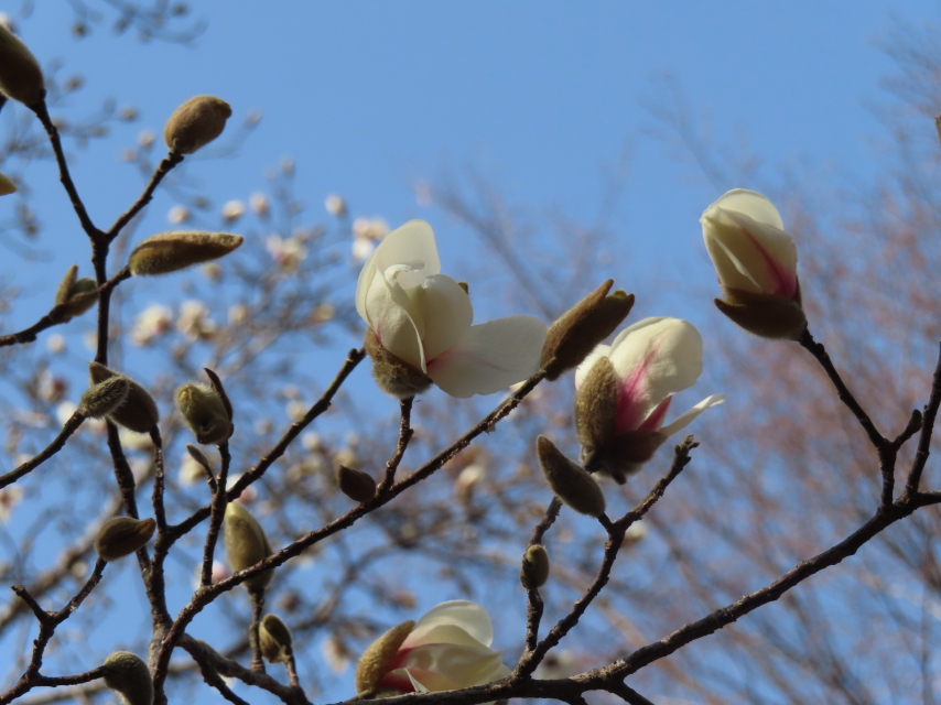 ファイル 8508-1.jpg