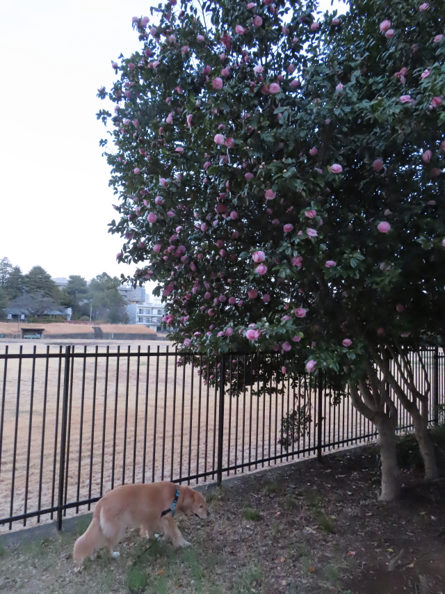 ファイル 8512-3.jpg