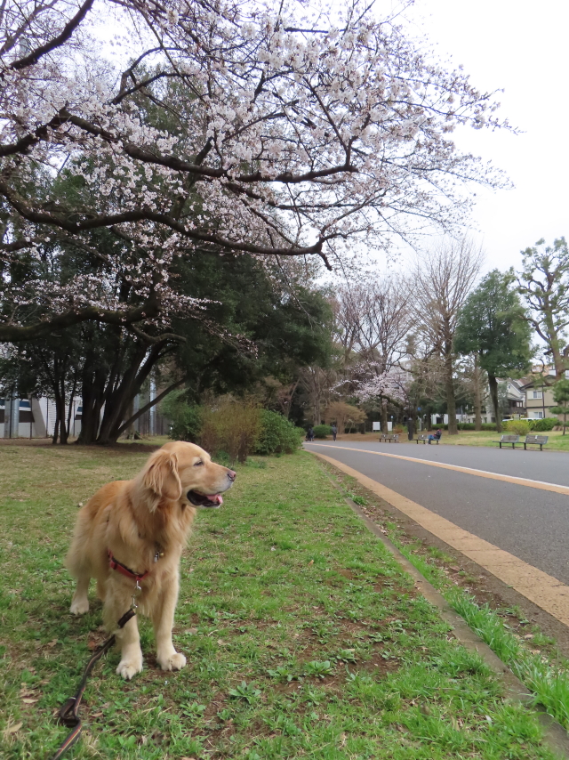 ファイル 8513-1.jpg