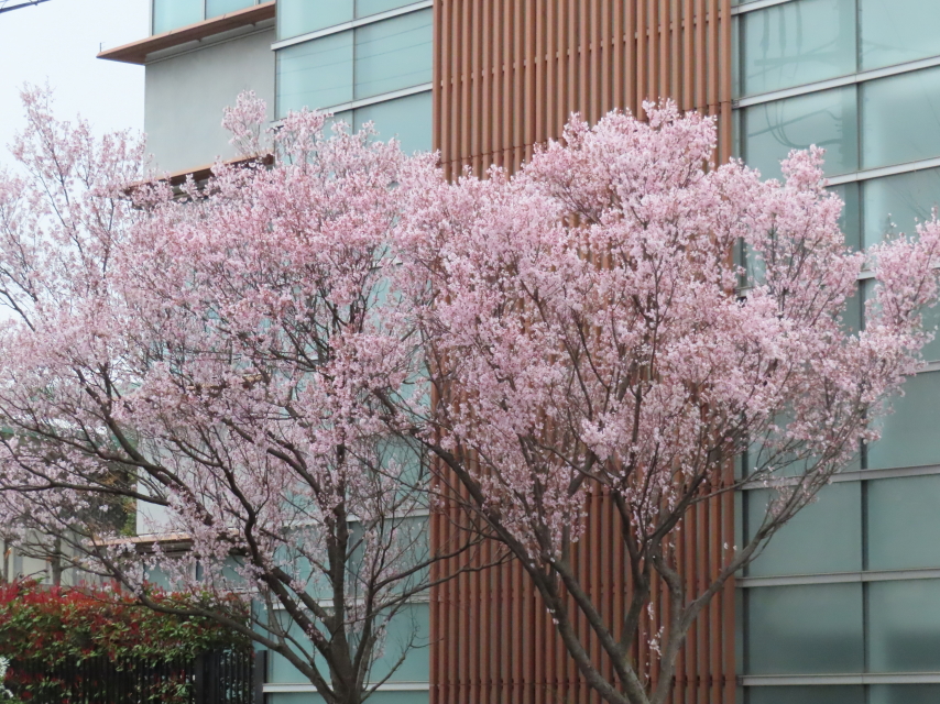 ファイル 8513-3.jpg