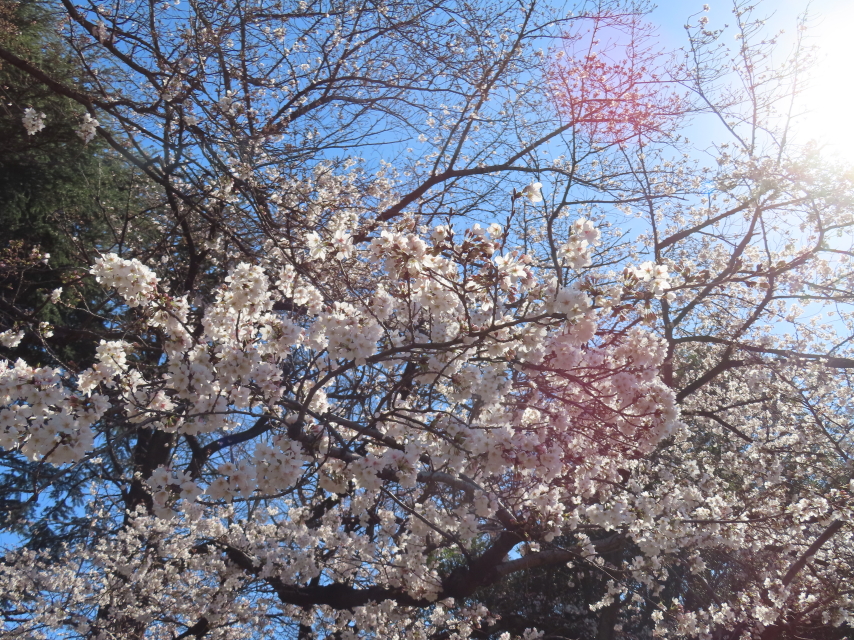 ファイル 8514-5.jpg