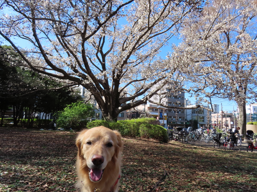 ファイル 8515-3.jpg