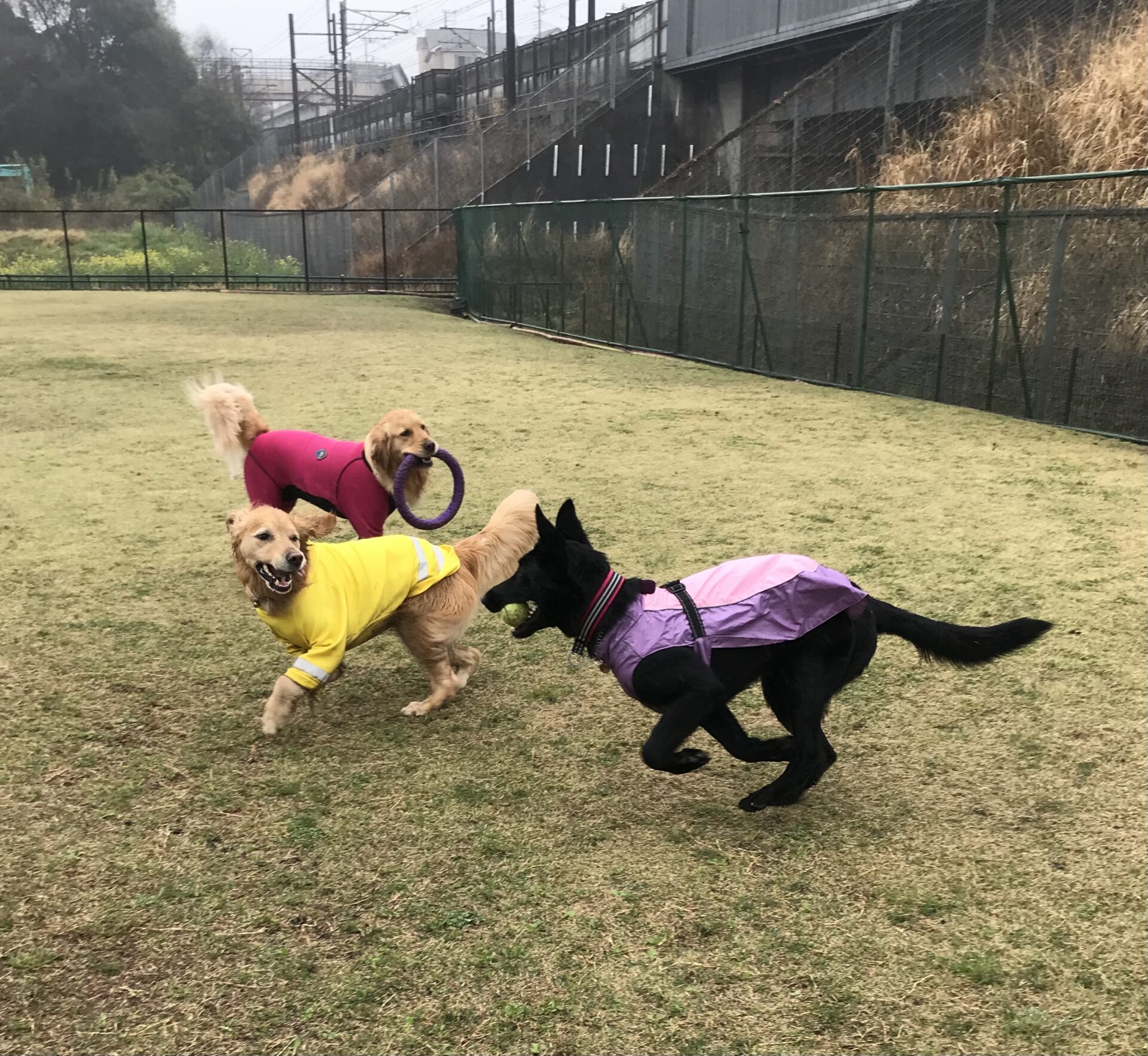 ファイル 8516-1.jpeg