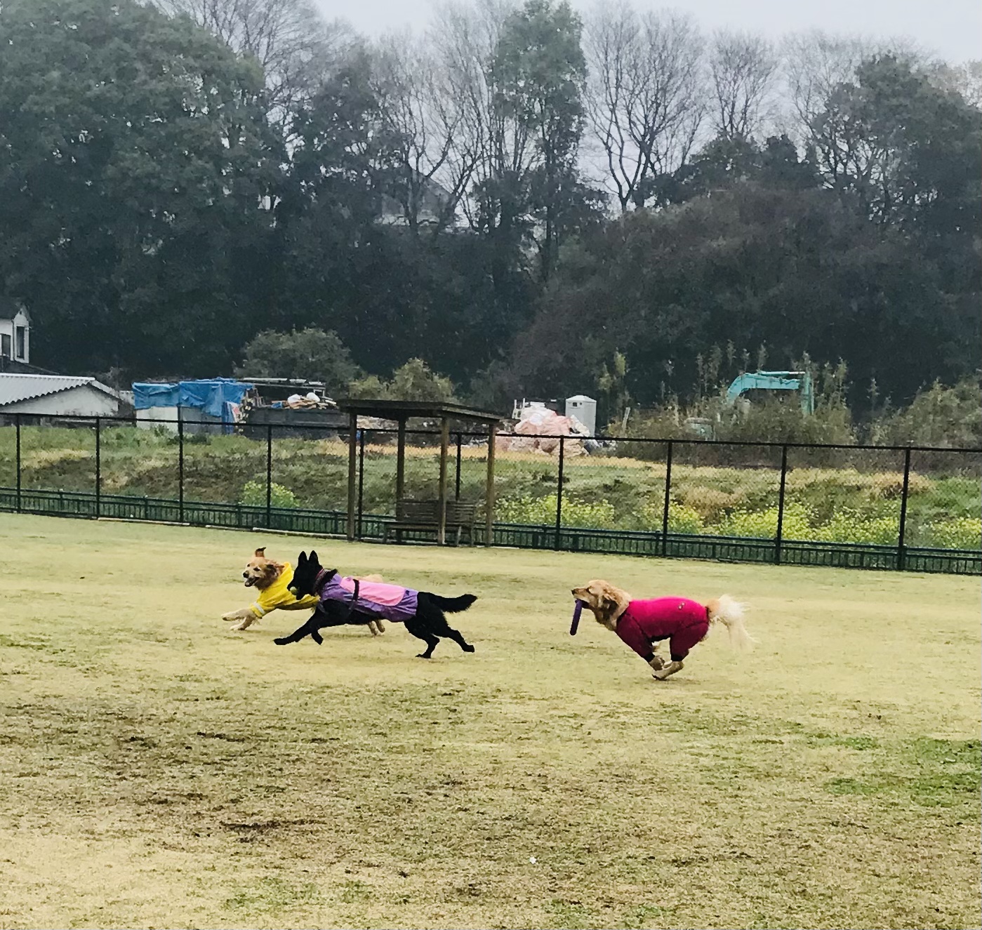 ファイル 8516-2.jpeg