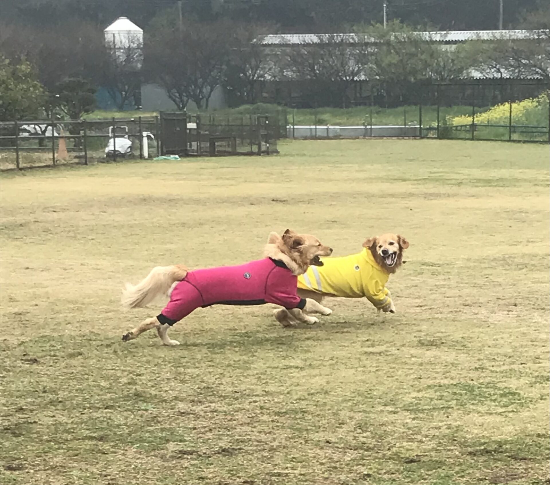 ファイル 8516-5.jpeg