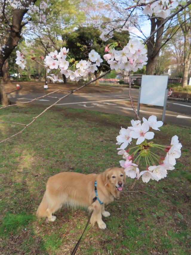 ファイル 8517-1.jpg