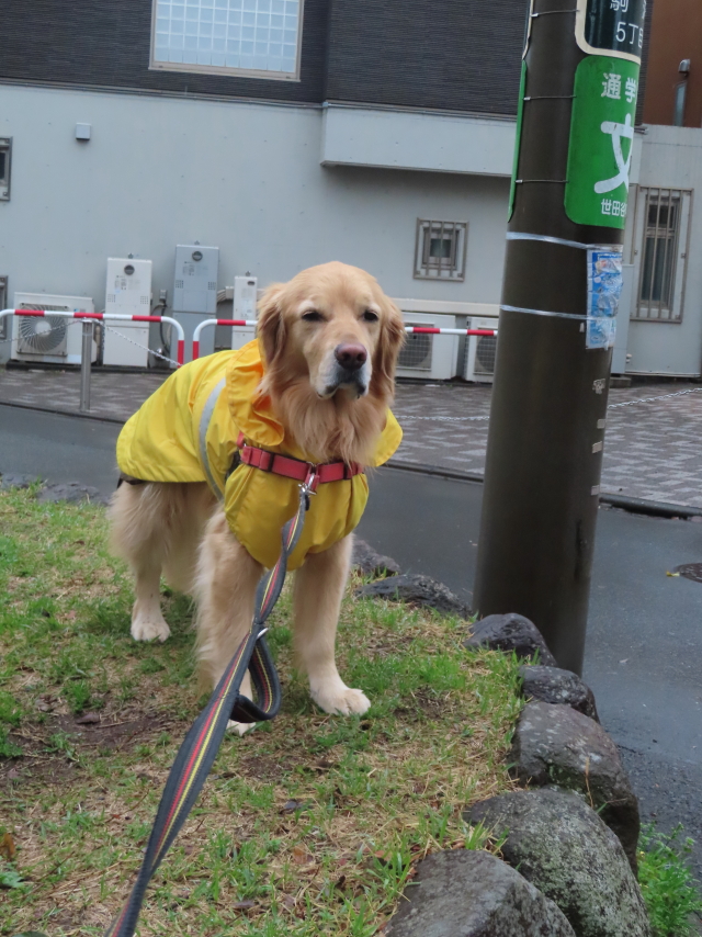 ファイル 8518-3.jpg