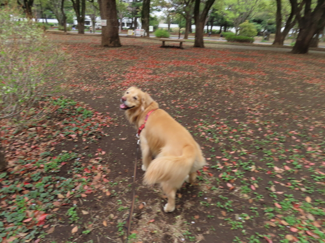 ファイル 8520-2.jpg