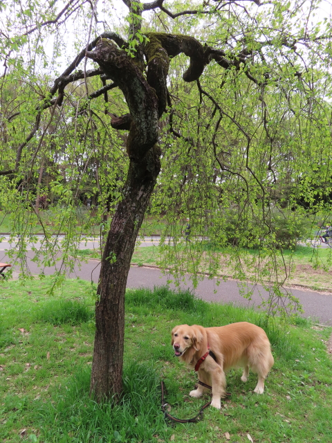 ファイル 8520-3.jpg