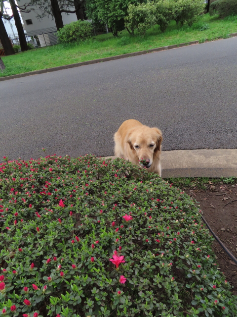 ファイル 8520-4.jpg