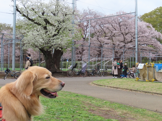 ファイル 8521-2.jpg